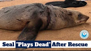 Seal "Plays Dead" After Rescue