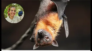 Bat-Plant Interactions and their Vulnerability to Environmental Change