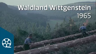 Waldland Wittgenstein 1965 | FILMSCHÄTZE