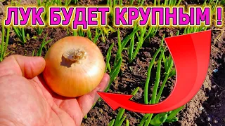 ЛУК БУДЕТ С КУЛАК И НЕ БУДЕТ ЖЕЛТЕТЬ! Советы как вырастить лук зеленый и крупный. Лук выращивание.