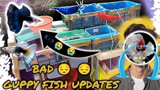 BAD GUPPY FISH UPDATES 😭😭|| GUPPY FISH FRY PURA MAR GAYA 😭|| GUPPY FISH BREEDING 😎