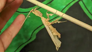 Time-lapse of a Male Ghost Mantis (Phyllocrania paradoxa) Molting with triple colored female intro