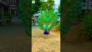 Beautiful peacock dancing video | peacock video 😍 #naturelovers #shorts