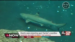 Sharks seen migrating past Florida's coastline