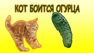 Коты и огурцы СМЕШНЫЕ КОШКИ реакция на огурец Cats and cucumbers funny cats