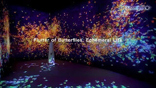 Flutter of Butterflies, Ephemeral Life