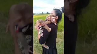 good mommy carry both baby monkey in chest