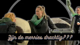 Drachtige merries naar de dierenarts