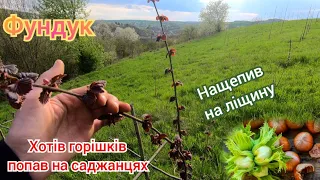 Пробую з ліщини зробити фундук! Щеплення фундука на ліщину...