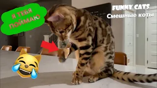 Funny Cats 😹 Смешные коты   Милые И Смешные Видео Кошек Кошки Сборник