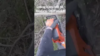 Limbing is easy with the Husqvarna 550XP mark 2 #viral #love #video #shorts #short #chainsaw