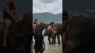 Купание со слонами, Патонг, Пхукет, Таиланд. Swimming with elephants, Phuket. #phuket #elephants