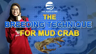 Recent Advances in Breeding Technique for Mud Crab (Scylla spp.)