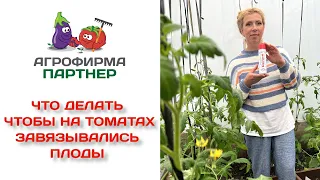 Что делать, чтобы на томатах завязывались плоды