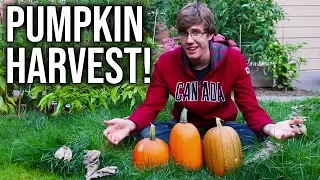 Front Lawn Pumpkin Patch Harvest, Growing Pumpkins with Limited Space!