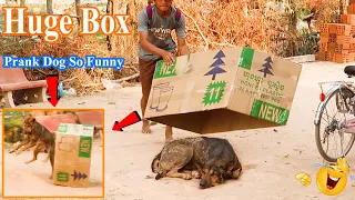 New Prank Dog! Super Huge Box vs Prank Sleep Dogs, Very Very Funny Try not to Laugh