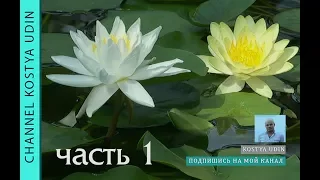 Какие растения выбрать для пруда. Водные растения ЧАСТЬ 1 (Which water plants should you choose)