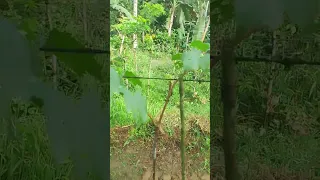 My newly grafted everest hybrid variety grapes #short#short video