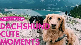 Dachshund Cute Moments Compilation | Funniest And Playful Sausage dog puppies Try Not To Laugh Video