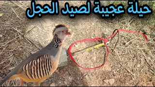 حيلة عجيبة لصيد الحجل البري --  Partridge hunting with a ground trap