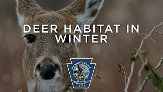 Deer Habitat in Winter