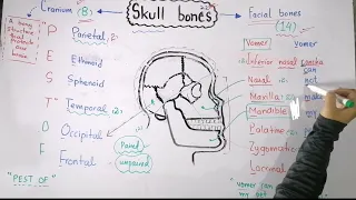 Facial and cranial bones in Urdu  Hindi | Bones of skull with mnemonics | General anatomy