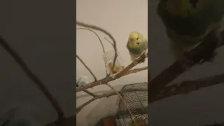 How to make budgies trust you.