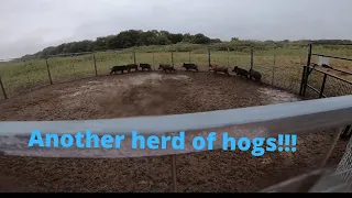 91 wild hogs trapped off this property and the Sunday morning wild hog market report with Muddyfeet