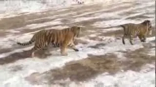 Brave hen fights for survival @ Siberian Tiger Park, Harbin, China