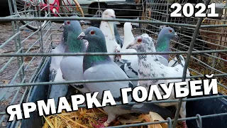 Ярмарка голубей 2021 / Украина г. Знаменка