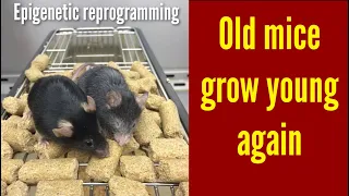 Aging of Mice reversed | Loss of Epigenetic information can drive Aging, Restoration can reverse it