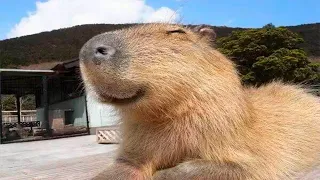 КАПИБАРА (FUNNY CAPYBARA)