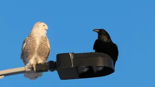 Snowy Owl and Raven