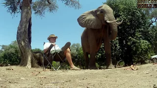 Elephants Mana Pools