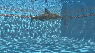 Shark in swimming pool.