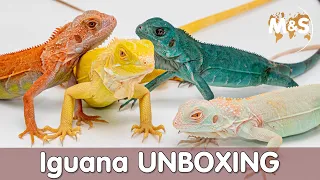 Iguana UNBOXING | Die neusten Farben aus Asien!