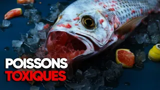 Has the fish become toxic? - Full documentary - AMP