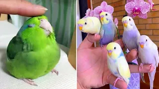 Baby Animals 🔴 Funny Parrots and Cute Birds Compilation (2022) Loros Adorables Recopilación #2