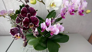 САМАЯ КАПРИЗНАЯ ОРХИДЕЯ // как зацвести орхидеи и для чего нужно отделение при корневых орхидей