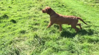 Zoldmali Extreme wirehaired vizsla stalking up a rabbit