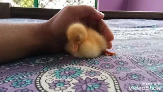 My cute duckling can't stay awake