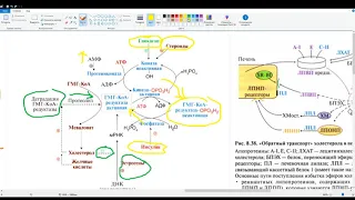 Обмен, синтез и регуляция холестерола. Поступление с пищей, транспорт. Обратный захват холестерола