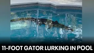 Massive 11-foot alligator found in woman's swimming pool