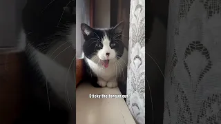 Witness the 4 Stages of Cat Yawning - #shorts #funnycats