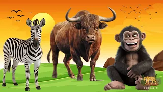 Lovely Animal Sounds: Zebra, Bison, Buffalo, Chimpanzee | Animal Moments