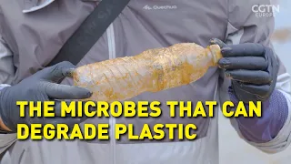 Can fungi and bacteria ‘eat’ plastic?