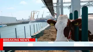 Floating dairy farm moored in Dutch harbour brings the cows to consumers
