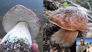 The first unpublished video of the series "Wonderful porcini mushrooms of the Hundred Lakes Park"