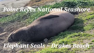 Point Reyes National Seashore ~ The Elephant Seals at Drakes Beach