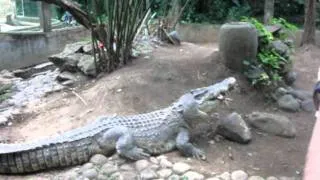 как правильно кормить крокодила (не для слабонервных)